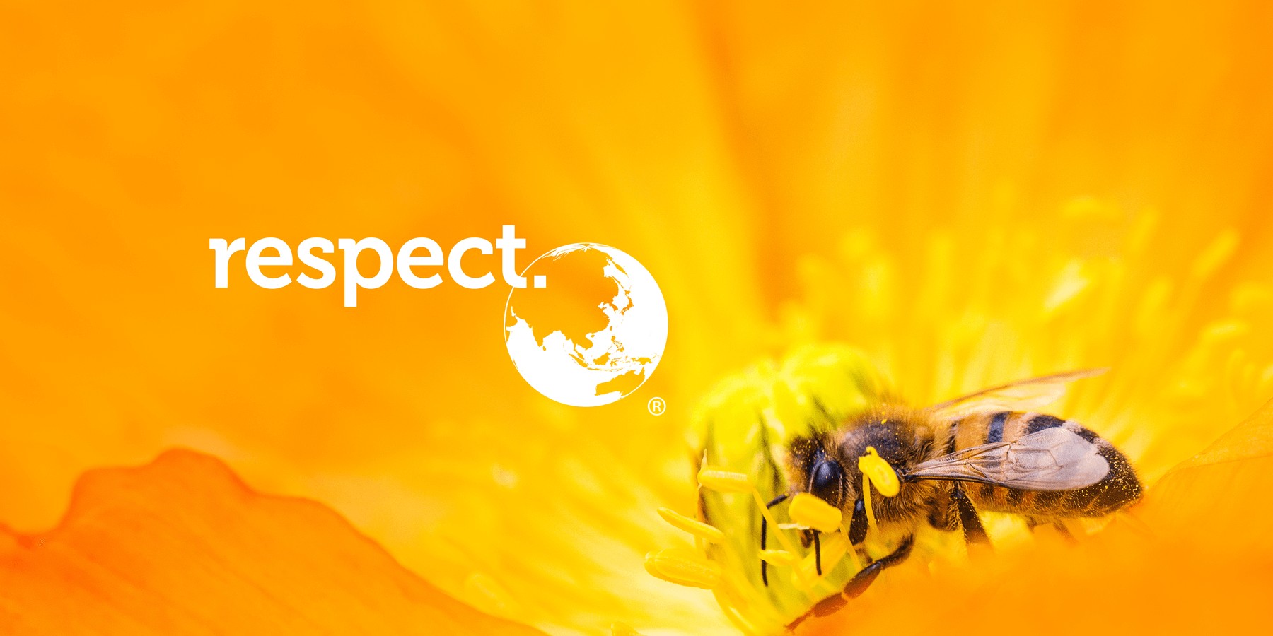 A bee on an orange flower with the Respect logo