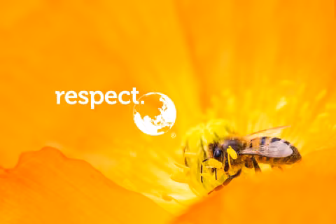 A bee on an orange flower with the Respect logo